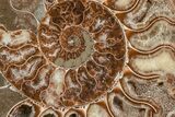 Agatized, Cut & Polished Ammonite Fossil - Madagasar #191586-3